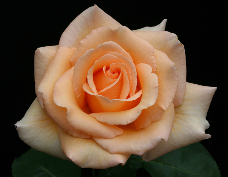 Photo Gallery The Deep South District Of The American Rose Society