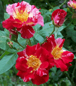 Fourth of July - Mabel Keller