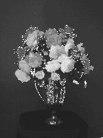 Black and White Arrangement- Pawlikowskis
