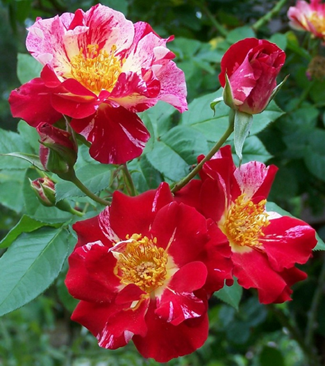 Fourth of July