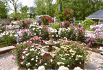 Becnel Garden- guillebeau