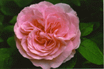 Gertrude Jekyl-Bobbie Reed