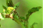 Aphids- Bobbie Reed